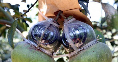 Bưởi Tân Triều tạo hình bản đồ Việt Nam hút hàng