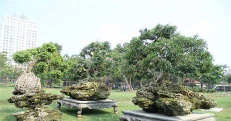 Chiêm ngưỡng cặp sanh “kim quy” chơi Tết giá 4 tỷ đồng ở Phú Mỹ Hưng