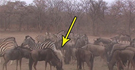 Clip: Ngựa vằn “tung cước” khiến linh dương đầu bò gục ngay tại chỗ