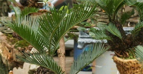 Hà Nội: Chơi Tết với vạn tuế bonsai độc, lạ