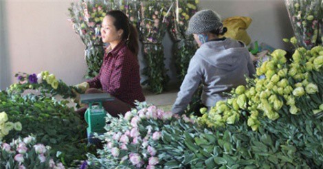 Hoa Tết Đà Lạt giá cao, rau rẻ