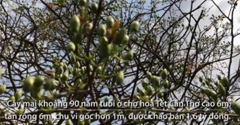 "Lão" mai 90 tuổi ở miền Tây trả giá bạc tỷ vẫn chưa mua được 