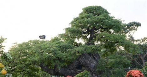 Mục sở thị “lão” me hơn 100 tuổi chơi Tết được định giá 3,5 tỷ đồng