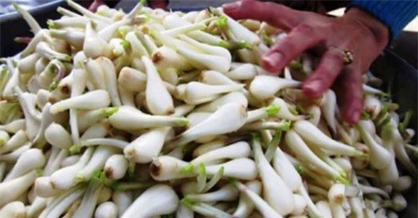 Quảng Ngãi: Nông dân điêu đứng vì củ kiệu tươi giảm nửa giá trong dịp cận Tết 