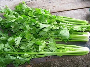 Rau mùi tây giúp giảm đau, chống viêm hiệu quả