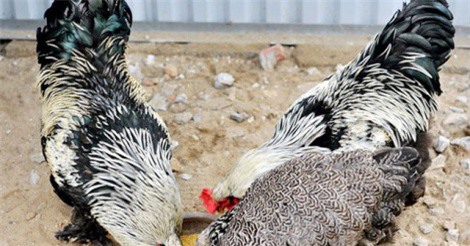 Săn gà kỳ lân khổng lồ giá chục triệu biếu Tết