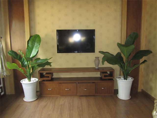 Trồng cây đại phú gia giúp thanh lọc không khí, hợp phong thủy