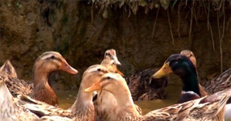 Vịt Sín Chéng - đặc sản thoát nghèo vùng cao nguyên đá