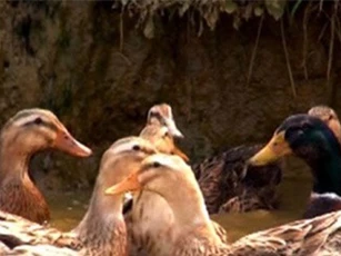 Vịt Sín Chéng - đặc sản thoát nghèo vùng cao nguyên đá