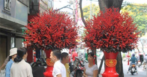 160 triệu đồng cặp đông đào chưng Tết