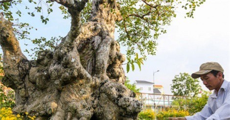 Cây bằng lăng ghép trăm tuổi giá hơn một tỷ đồng ở Sài Gòn