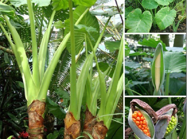 Chữa cảm hàn hiệu quả bằng củ ráy