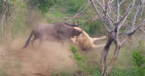 Clip: Linh dương đầu bò ác chiến kinh hoàng với sư tử