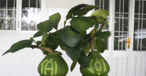 Bưởi hồ lô tiền triệu vẫn “cháy hàng” dịp Tết