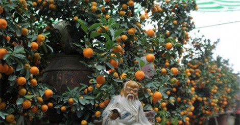 Quất cảnh Tứ Liên “đại náo” chợ hoa Tết Mậu Tuất