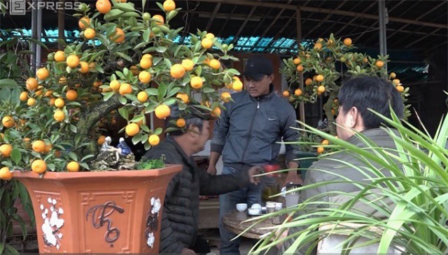 Thu gần 400 triệu mỗi năm nhờ bán quất ghép gốc cần thăng chưng Tết 