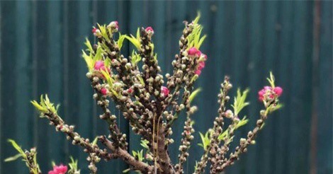 Đào thất thốn Trung Quốc "đại náo" thị trường cây cảnh Tết ở Hà Nội