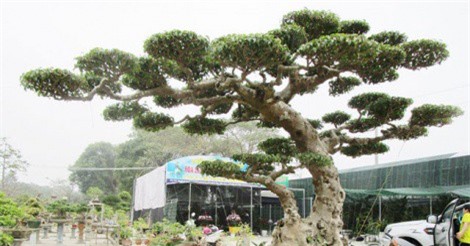 Đi chợ hoa Tết, ngắm cây "độc, lạ"