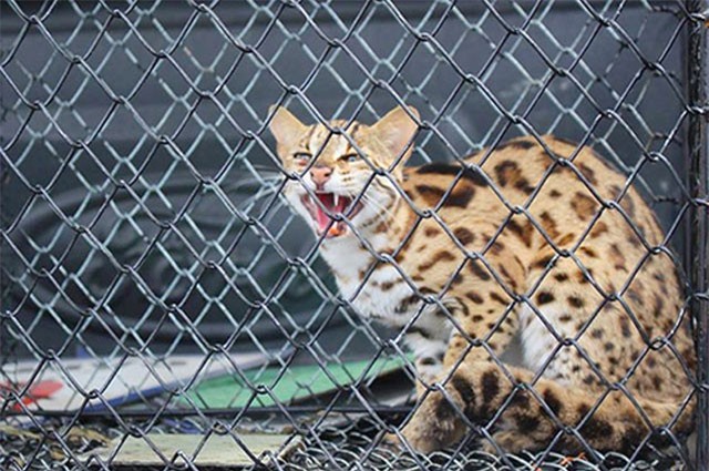 Hà Tĩnh: Bắt được mèo rừng có bộ lông giống báo gấm