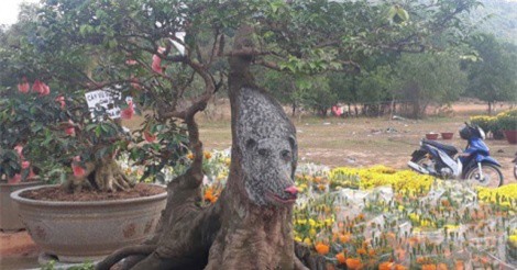 Kiên Giang: “Độc lạ” cây khế cổ hình chú chó giá 400 triệu đồng