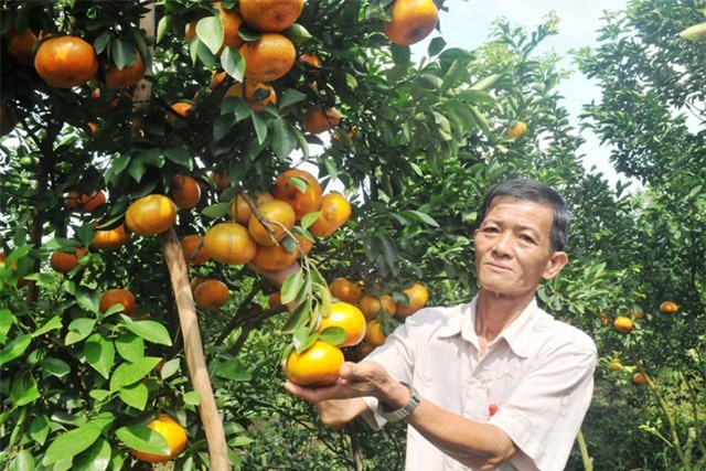 Cận Tết, quýt hồng Lai Vung tăng giá vùn vụt