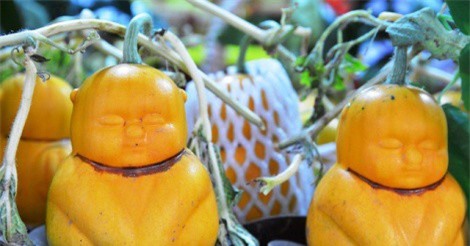 Nhiều loại dưa, bưởi “độc” lần đầu xuất hiện trên thị trường Tết