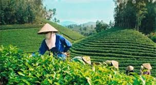 Nông nghiệp Thái Nguyên ứng dụng KHCN gia tăng năng suất chất lượng