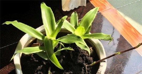 Vị thuốc hay bất ngờ từ cây lược vàng trồng cảnh trong nhà