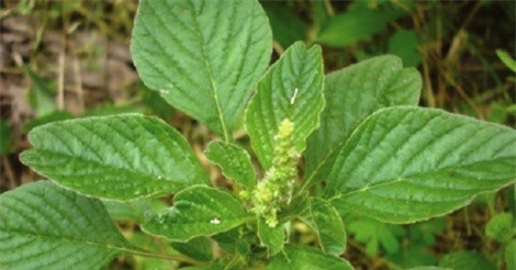 Bài thuốc hay từ cây rau dền