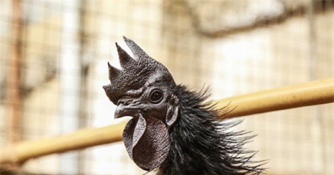 Các loại gà "độc", giá trên trời được đại gia săn chơi Tết