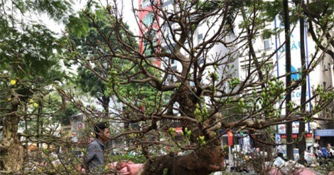 Cận cảnh 2 “cụ” mai khủng chơi Tết được rao bán với giá 5 tỷ ở TP.HCM