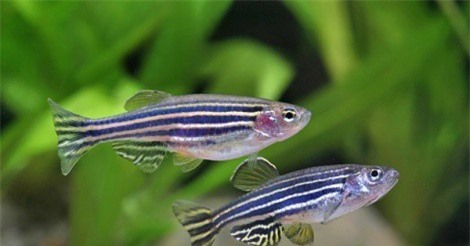 Chiêm ngưỡng các loại cá cảnh giá “khủng” được bán ở chợ Tết TP.HCM