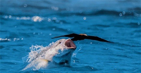 Clip: Cá biển tung mình lên không trung hạ sát nhạn biển