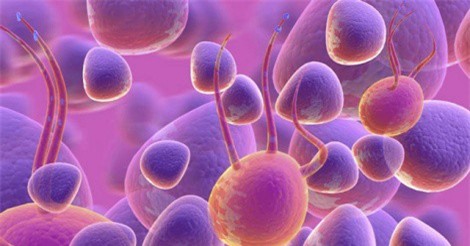 Cuba phát triển phương pháp điều trị bệnh bằng tế bào gốc