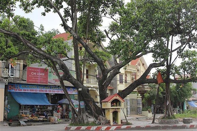 Ngã tư "tử thần" và câu chuyện hiển linh của cây đa trăm tuổi ở Hải Dương