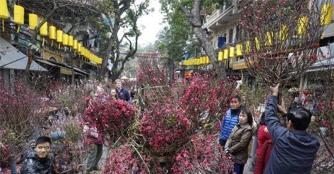 Phố cổ Hà Nội nhuộm trong sắc đào đỏ rực ngày cận Tết
