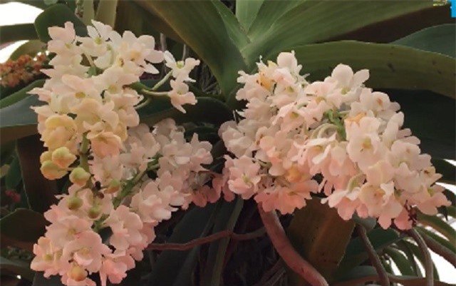 Sửng sốt với chậu lan đai châu chưng Tết giá 199 triệu đồng