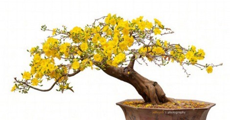 5 loại hoa chưng vào dịp Tết Nguyên đán giúp rước lộc ùn ùn vào nhà 