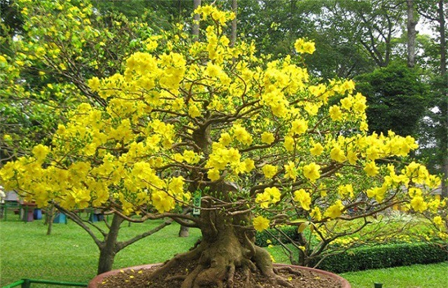 Bí quyết chăm mai nở đúng lúc và lâu tàn trong dịp Tết Nguyên đán