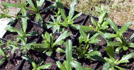 Cách trồng và chăm bón mùi tàu vừa ăn, vừa làm thuốc