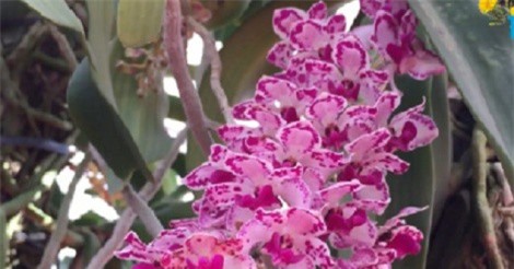 Cây cảnh độc, lạ, giá "chát" lên ngôi dịp Tết Mậu Tuất 2018