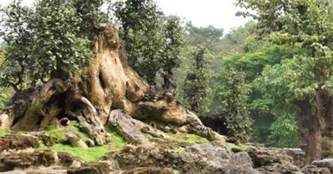 Choáng với số tiền đại gia Hà Nội bỏ ra để gom kiểng bonsai non bộ dịp cận Tết