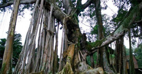 Chuyện khó tin về cây đa Thần Rùa nghìn tuổi ở Hà Nội