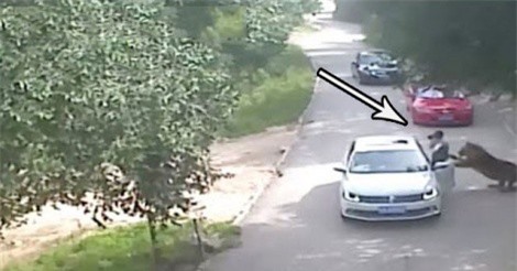Clip: Vừa bước xuống xe, cô gái đã bị hổ dữ bắt