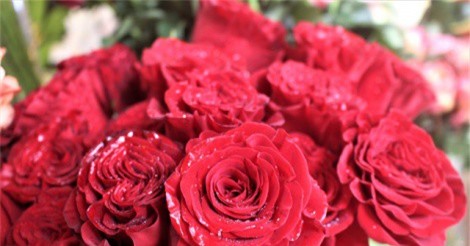 Hoa hồng “thét” giá gấp 3 lần ngày thường, vẫn "cháy hàng" dịp Valentine