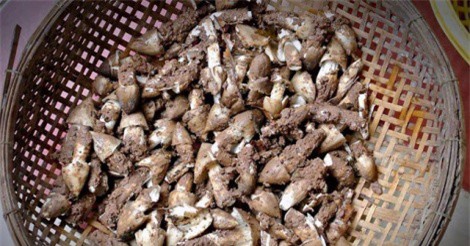 Nấm mối - “đặc sản trời cho" người dân miền Tây