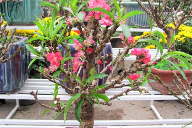 Tết: Bóc mẽ đào Thất Thốn “giả danh”