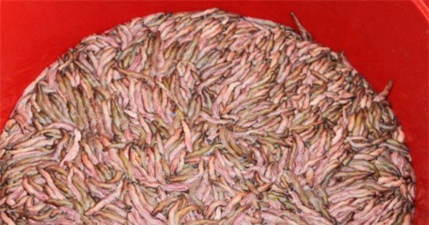 Về xứ Đông ăn rươi An Định, ăn bánh “tam vương”