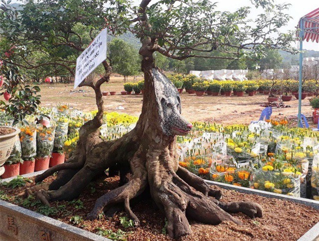 Cây “khế chó” chơi Tết được rao bán 400 triệu đồng ở Phú Quốc