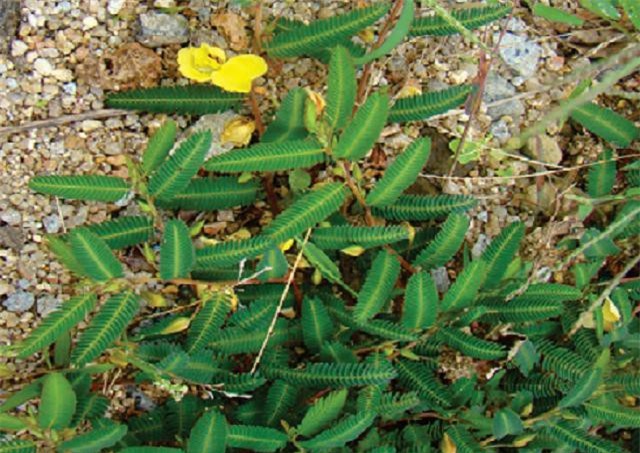 Cây rút nước giúp chữa mề may, ung nhọt hiệu quả